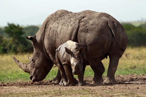 Un runoceronte femmina con un piccolo fotografati in Kenya