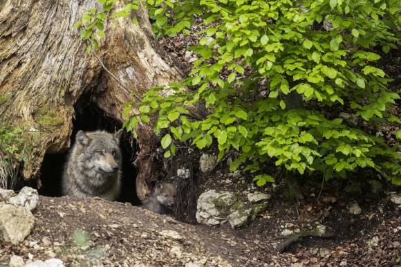 wolf and pup emerging from den