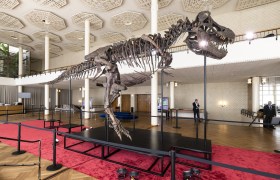 Il tirannosauro esposto alla Tonhalle di Zurigo in attesa dell asta.