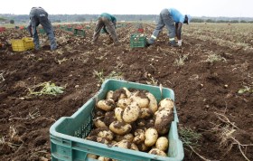 Lavoratori stranieri che raccolgono patate in Sicilia.