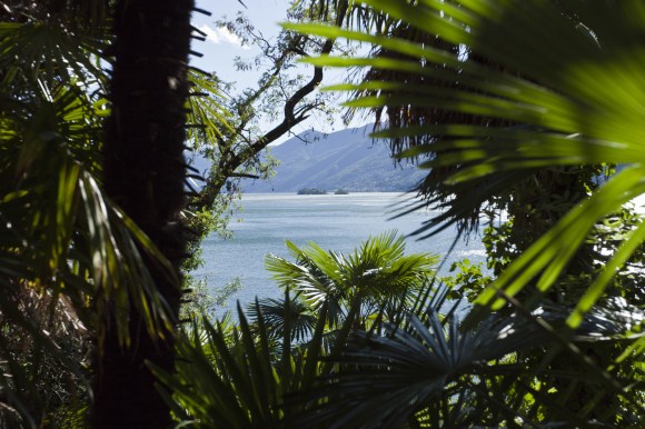 Isole lacustri viste attraverso un palmeto