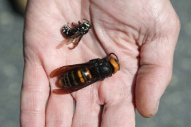 I calabroni asiatici rappresentano un pericolo per le popolazioni di api da miele