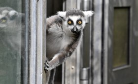 Un lemure.