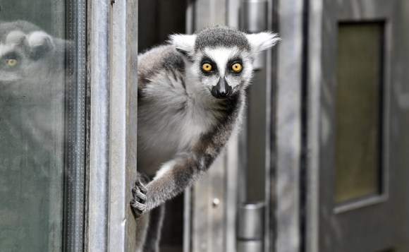 Un lemure.
