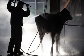 Un uomo lava una vacca con un idropulitrice.