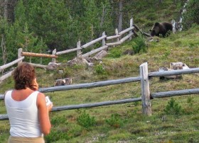 donna osserva orso ai margini di un bosco