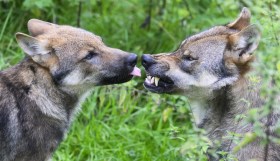 due lupi uno di fronte all altro, uno lecca il naso dell altro che mostra i denti