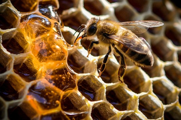 ape su celle di alveare parzialmente coperte di miele