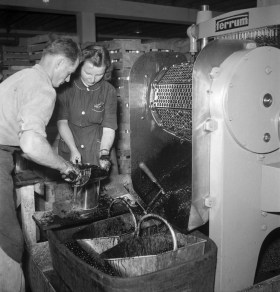 1949 in Argovia, al lavoro per snocciolare le ciliegie per il kirsch.