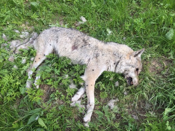 Carcassa di un lupo morto in Romandia nel 2017.